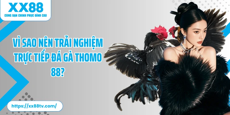 Vì sao nên trải nghiệm trực tiếp đá gà Thomo 88